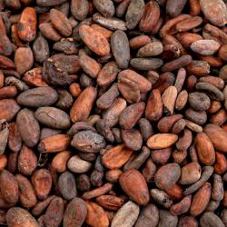 Какао бобы натуральные сырые Ghana фото