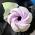 Тюльпан закрученый гигант насадка кондитерская (3D) (фото 5 из 5)