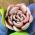 Тюльпан Малазийский Роза Виктория гигант XXL насадка кондитерская (3D) (фото 5 из 5)
