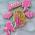 Barbie надпись вырубка с трафаретом 5,6*10 см (TR-2)